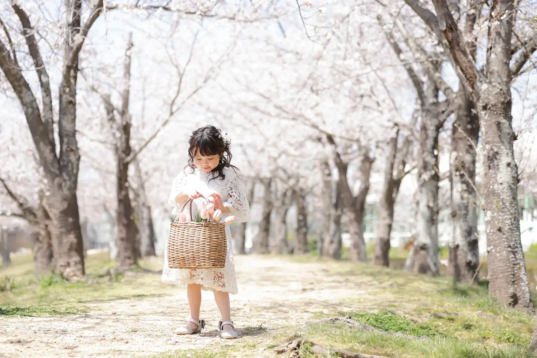 チューリップの入ったカゴを見つめる女の子
