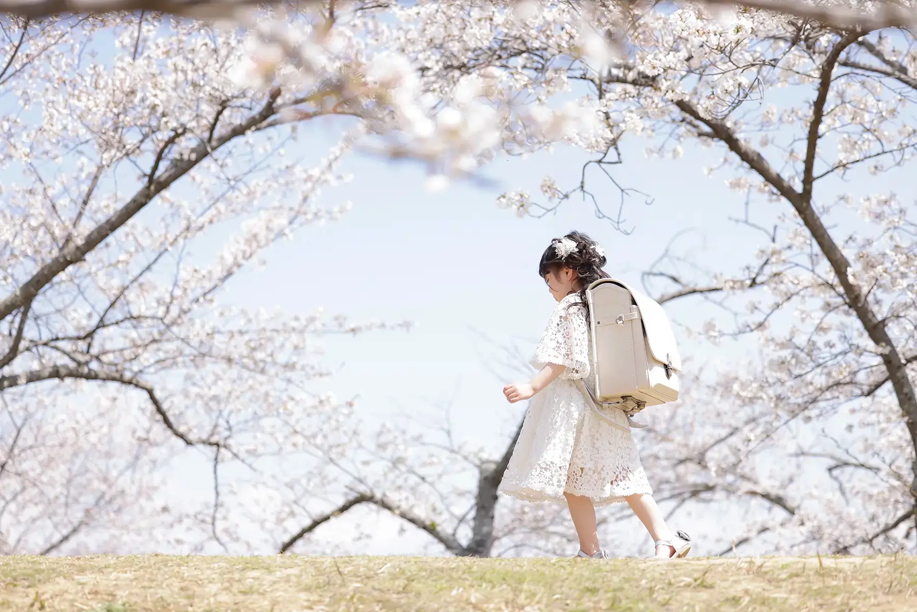 桜並木をランドセルを背負って歩く女の子