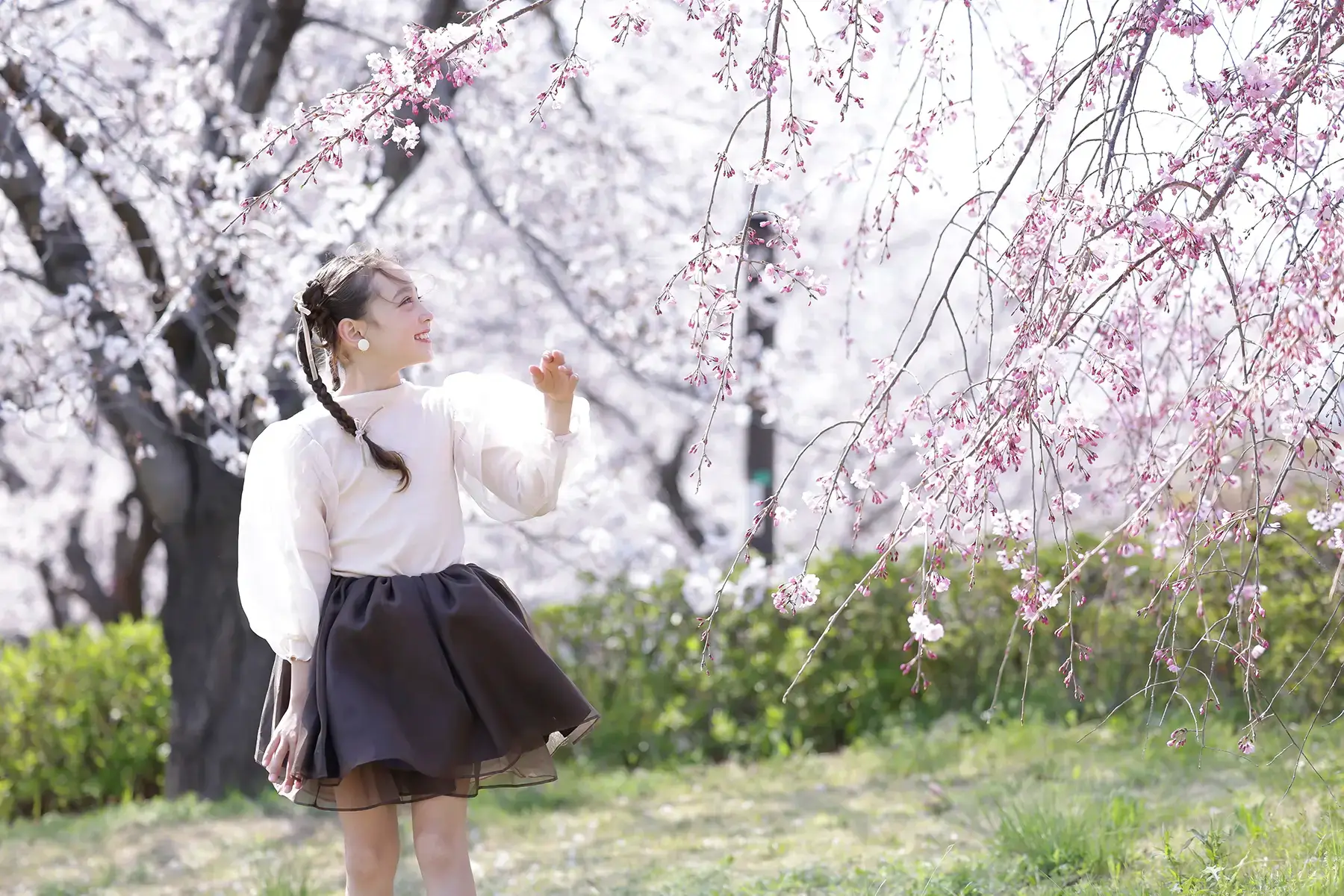 満開の桜に手を伸ばす女の子